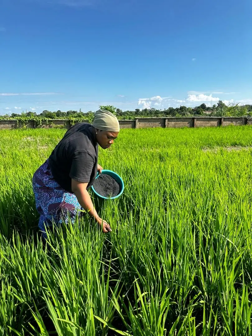 A farmer broadcasting biochar by hand from a teal bowl into standing rice near Jima, Niger State