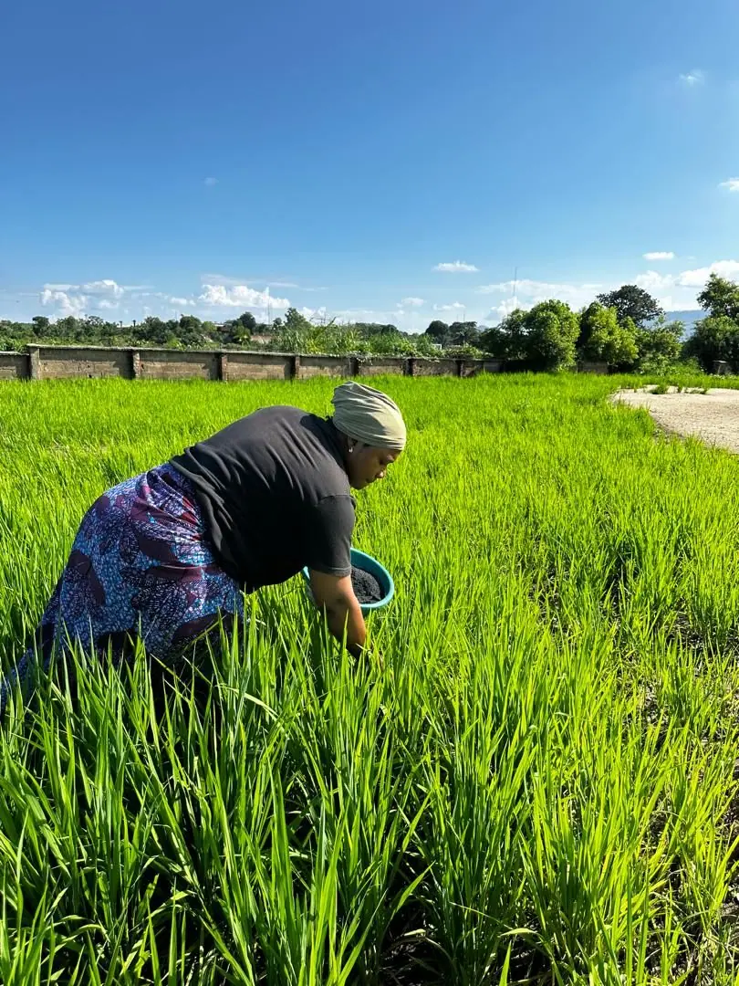 A farmer broadcasting biochar into standing rice