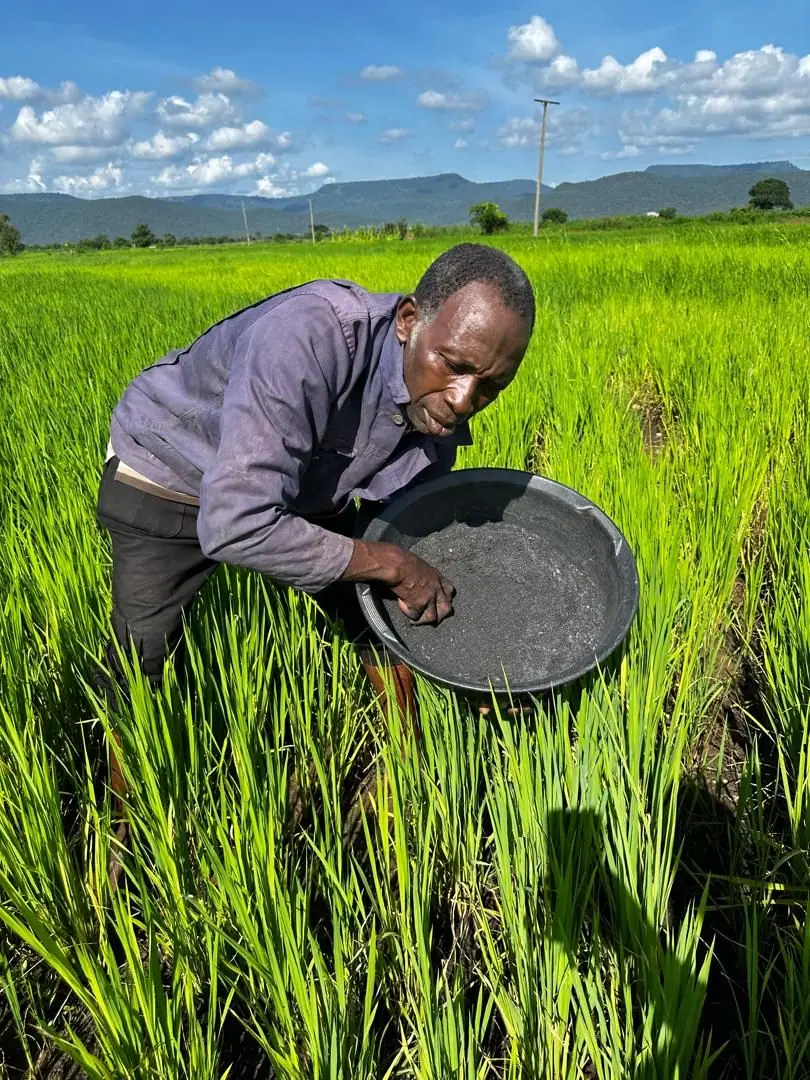 A farmer applying biochar from a wide pan in a rice field, hills and cloud behind
