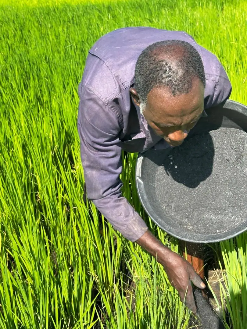A farmer lowering a pan of biochar into a stand of young rice