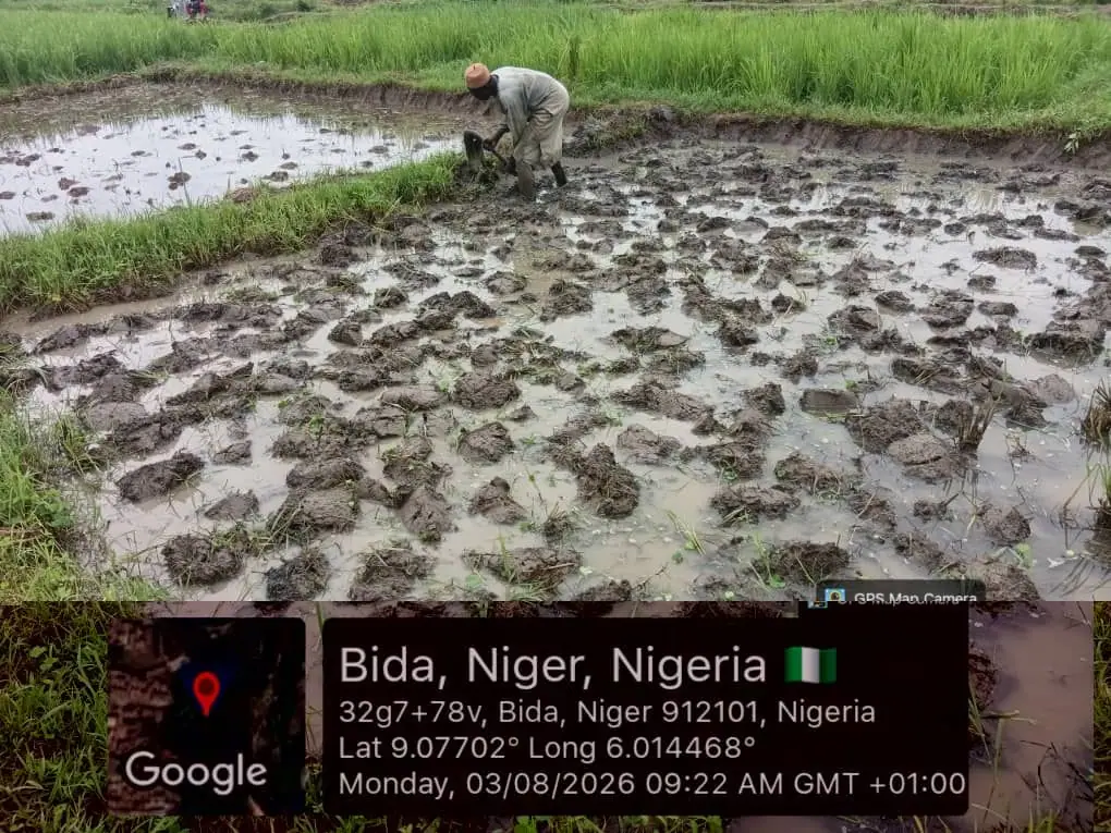 Field record from Bida, Niger State: Paddy prepared and puddled ahead of char incorporation.