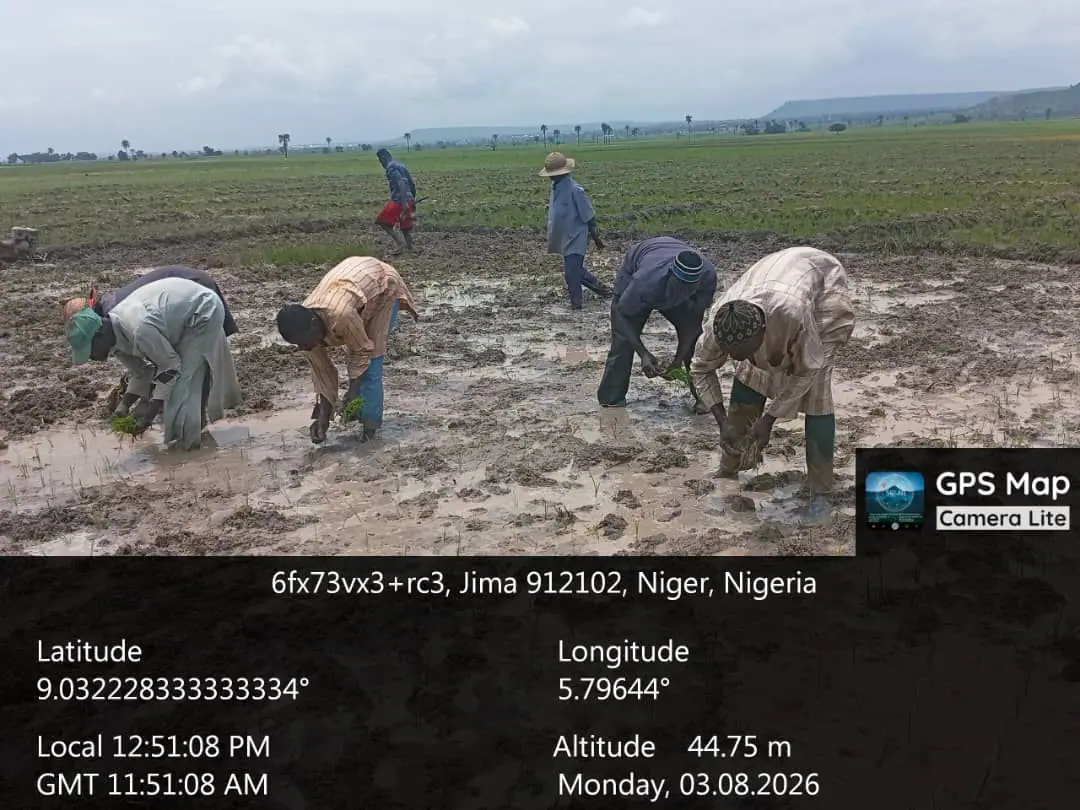 Field record from Jima, Niger State: Transplanting into treated beds.