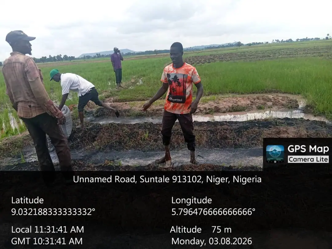 Field record from Suntale, Niger State: Char spread along the bund before working in.