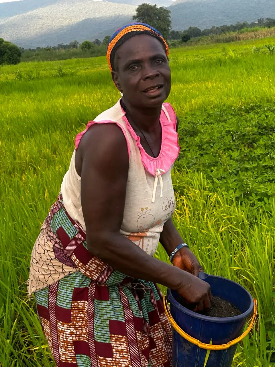 A farmer standing in a rice field holding a blue bucket of biochar, hills behind her
