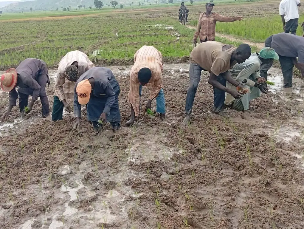 A crew transplanting rice seedlings into a prepared paddy